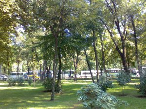 coloana vazuta din padurea kiseleff