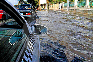 La modă - amfibiile