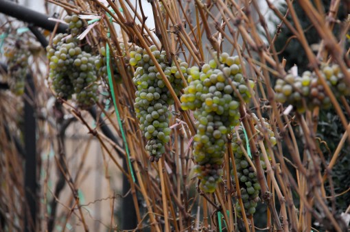 Struguri toamna "stefan dragomirescu"
