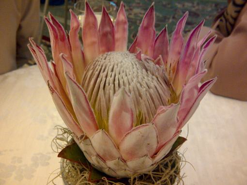 Proteea Regala - Floarea Africii de Sud